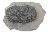 Chocolate-Brown Hollardops Trilobite - Foum Zguid, Morocco #381257-2